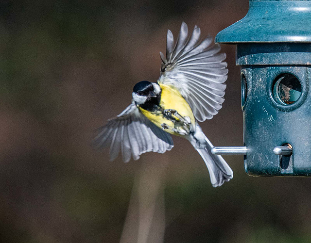 Great tit