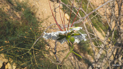 LR-1040197