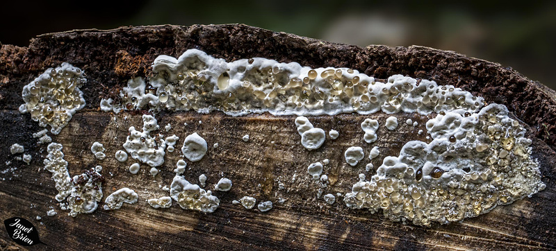 Weeping-Fungus-pano
