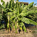 Chania 2021 – Banana plant
