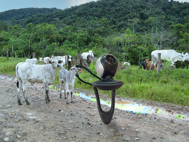 Making friends in the Manu with zebu cattle