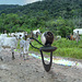 Making friends in the Manu with zebu cattle