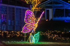 Christmas Garden, Pillnitz - 2025 Christmas Garden, Pillnitz - 2025