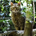 #19 Feline curiosity ...miaooo! -  Wildlife Park "La Torbiera", Agrate Conturbia, Novara