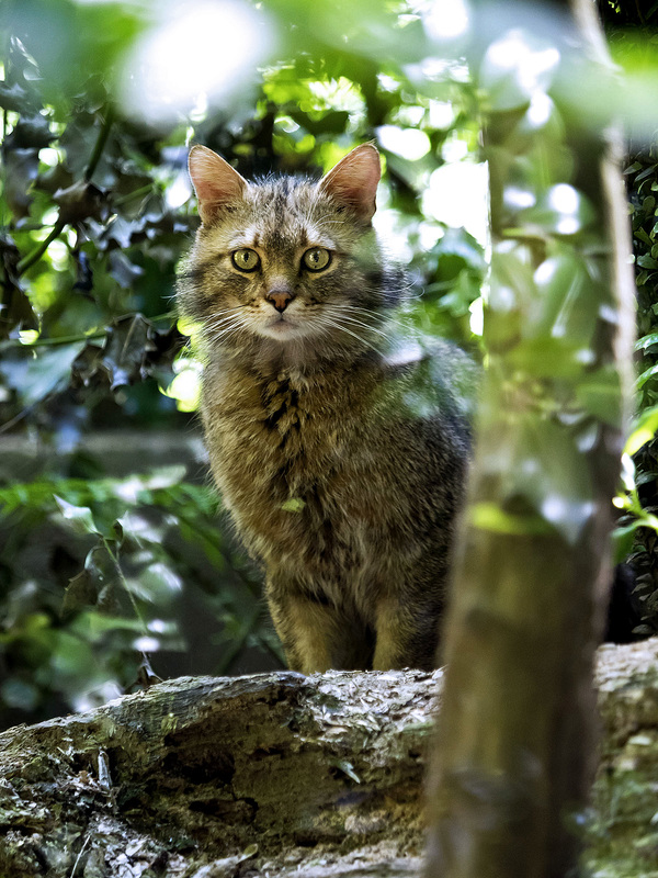 #19 Feline curiosity ...miaooo! -  Wildlife Park "La Torbiera", Agrate Conturbia, Novara