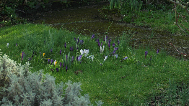 Some lovely crocuses out in the grass