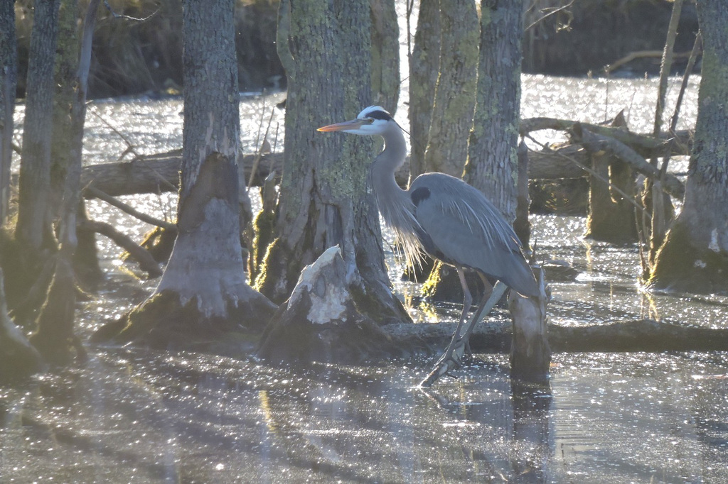 GBH Sapsucker NotDad
