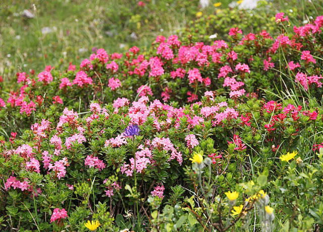 Frühling in den Alpen