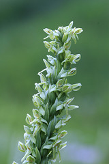 Green Bog Orchid