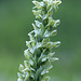 Green Bog Orchid