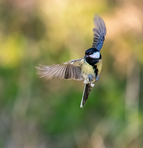 Great tit