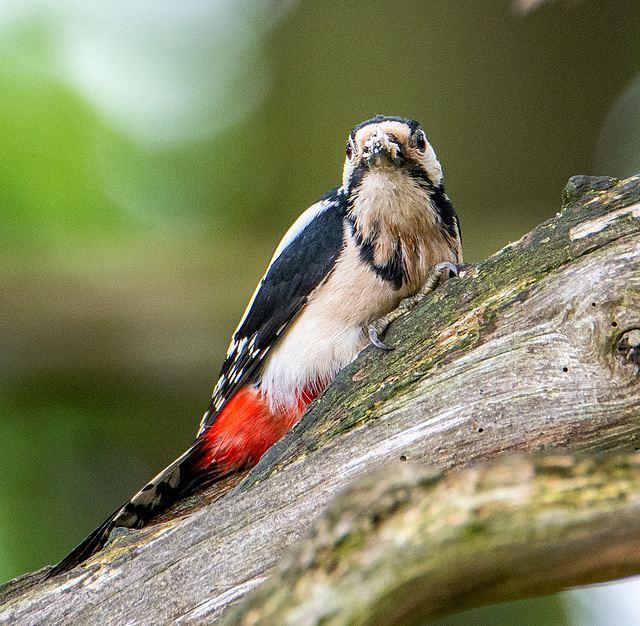 Great spotted woodpecker