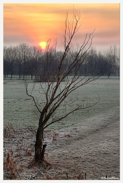Alone in winter sunrise