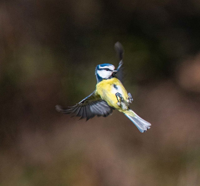 Blue tit