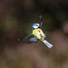 Blue tit