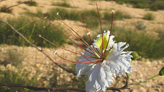 LR-1040198