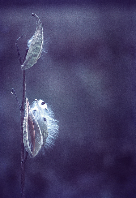 Milkweed 2 -Nov 1973