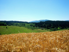 A view over the ripe grain