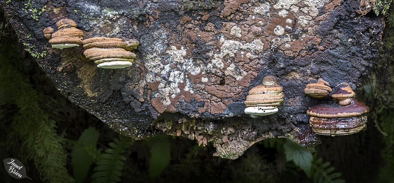 Cookie-Fungus