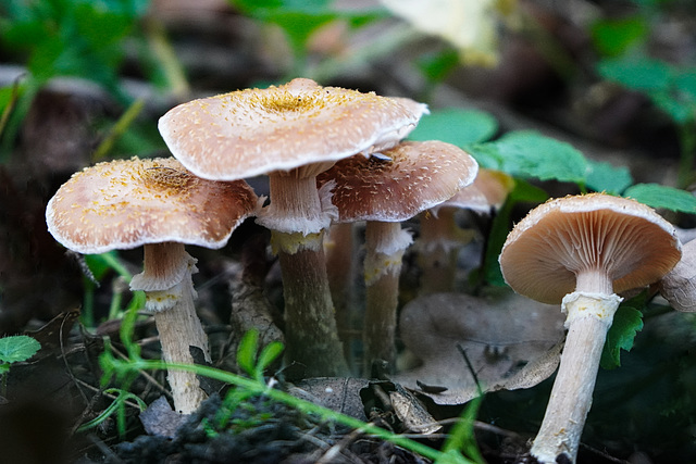 Honiggelber Hallimasch - Honey fungus - PiP