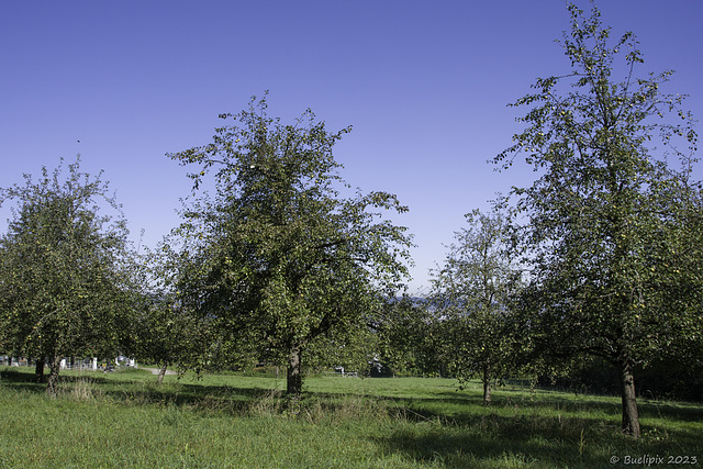 beim 'Döltschihof', dem kleinsten Bio-Bauernhof der Stadt Zürich ... P.i.P. (© Buelipix)