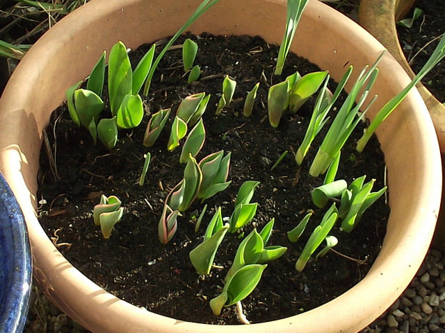 Some tulips are on their way up in my pots