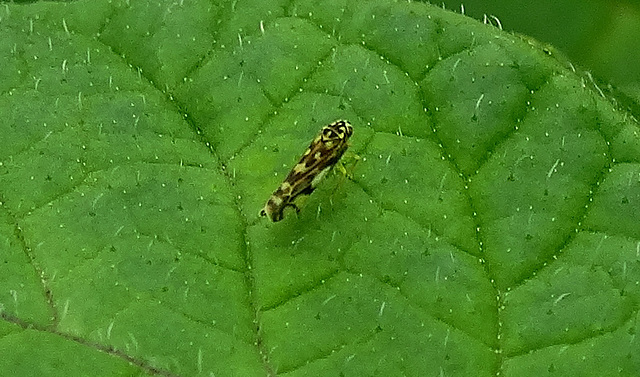 Leafhopper.....approx 2mm!!