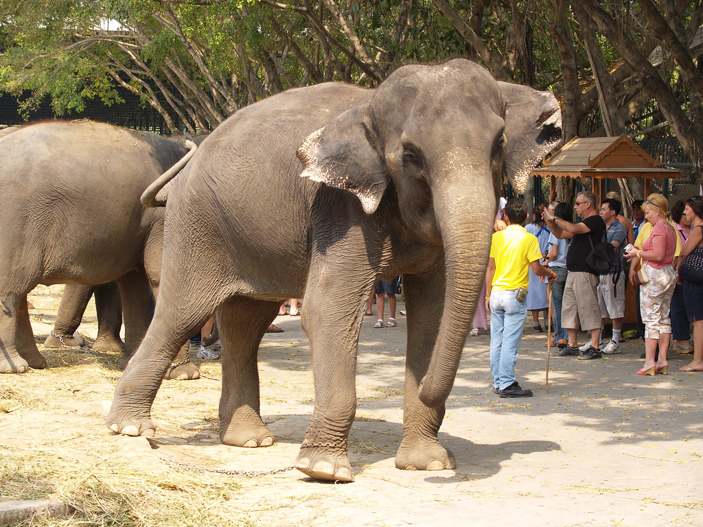 The Elephant