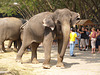 The Elephant