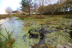 Duckweed infestation