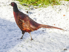 Cock Pheasant