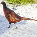 Cock Pheasant