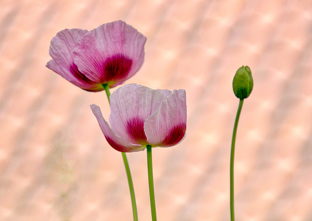 poppies