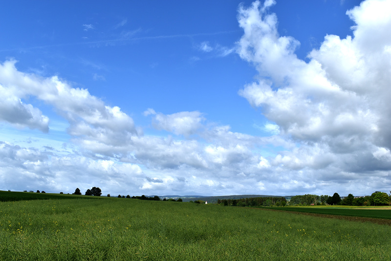 Blick übers Rapsfeld
