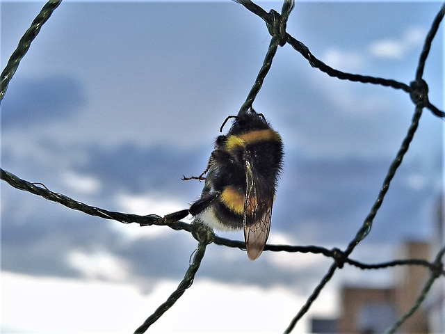 Erdhummel