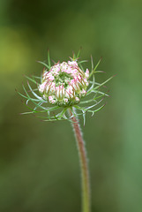 Distel thistle location Plattling