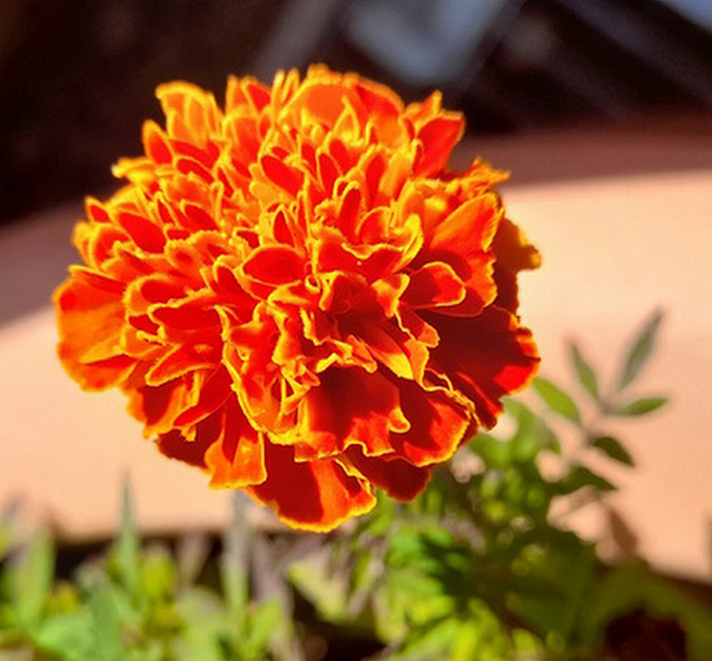 Œillet d’Inde et rose d'Inde (Tagetes ) très florifères à l'odeur forte