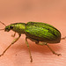 IMG 9839 Weevil-1