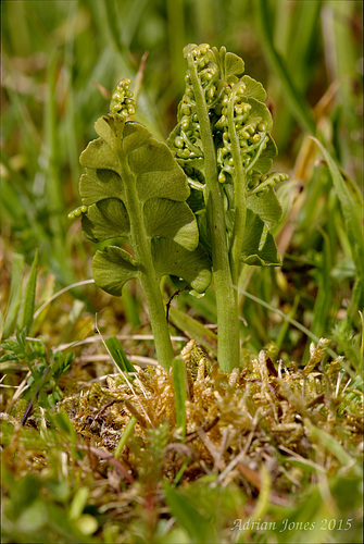 Botrychium lunaria (Moonwort)