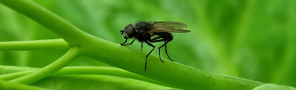 Fly