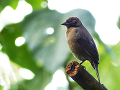 Shiny Cowbird, Tobago, Day 2