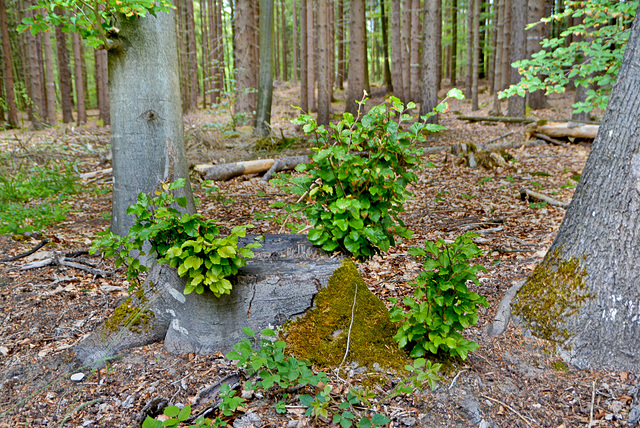 Von dem alten Baum, wachsen  jungen Bäume