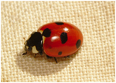 Ladybird IMG_0828