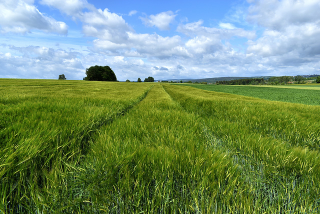 Spuren im Gerstenfeld