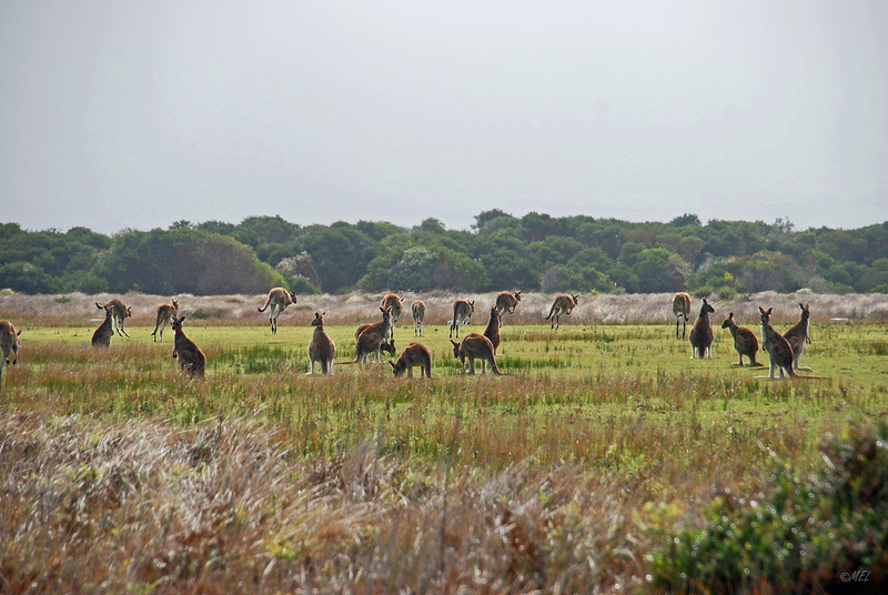 Kangaroo-Party