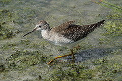 grand chevalier / greater yellowlegs