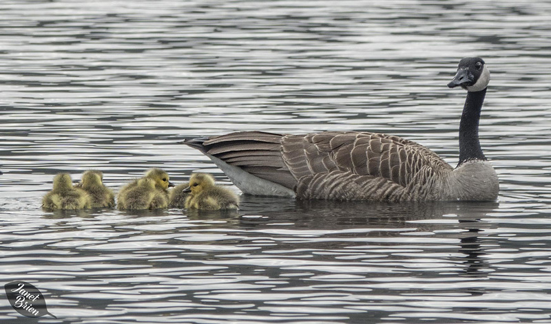 Goosey-Family