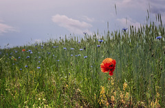 Mohn