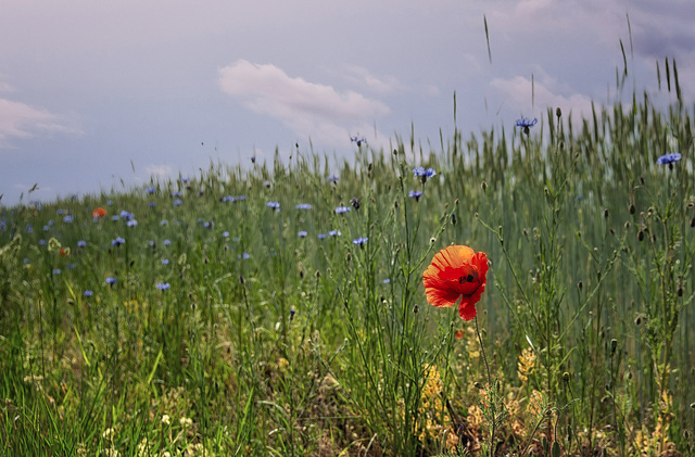 Mohn