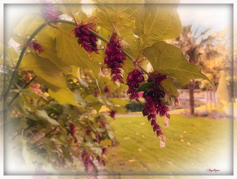 Arbre aux faisans...........Bonne journée ❤️